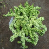 Dischidia Dragon Jade Pot 20 Cm, real feature image plant. Picture taken directly from kaktus.id community Dischidia farmer green houses.