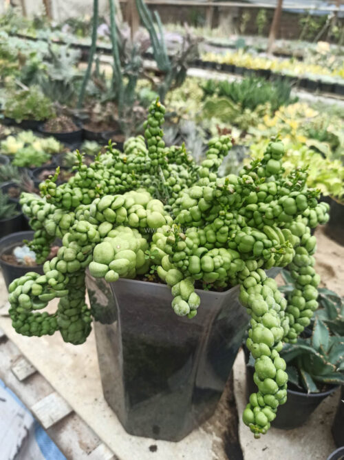 Dischidia Dragon Jade Pot 20 Cm, real gallery image #3 plants. Picture taken directly from kaktus.id community Dischidia farmer green houses.