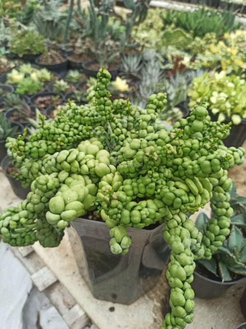Dischidia Dragon Jade Pot 20 Cm, real gallery image #2 plants. Picture taken directly from kaktus.id community Dischidia farmer green houses.