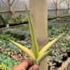 Sansevieria Downsi Chahinian Aurea Variegated, real feature image plant. Picture taken directly from kaktus.id community Sansevieria farmer green houses.