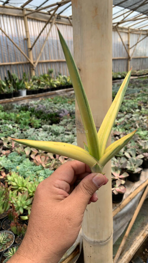 Sansevieria Downsi Chahinian Aurea Variegated, real gallery image #5 plants. Picture taken directly from kaktus.id community Sansevieria farmer green houses.