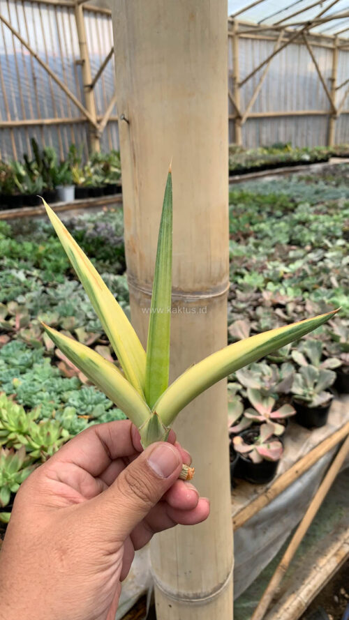 Sansevieria Downsi Chahinian Aurea Variegated, real gallery image #4 plants. Picture taken directly from kaktus.id community Sansevieria farmer green houses.