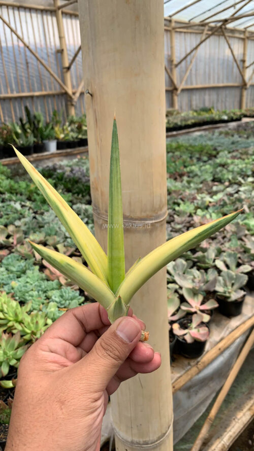 Sansevieria Downsi Chahinian Aurea Variegated, real gallery image #3 plants. Picture taken directly from kaktus.id community Sansevieria farmer green houses.
