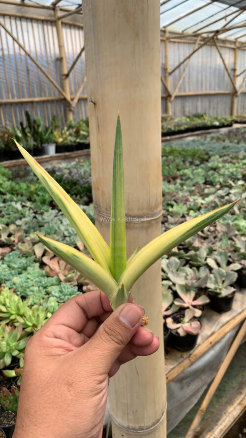 Sansevieria Downsi Chahinian Aurea Variegated, real gallery image #2 plants. Picture taken directly from kaktus.id community Sansevieria farmer green houses.
