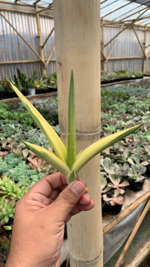 Sansevieria Downsi Chahinian Aurea Variegated, real gallery image #1 plants. Picture taken directly from kaktus.id community Sansevieria farmer green houses.