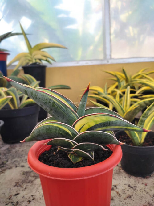 Sansevieria Rorida Variegated, real gallery image #5 plants. Picture taken directly from kaktus.id community Sansevieria farmer green houses.