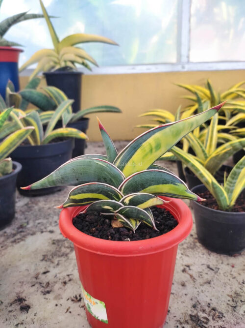 Sansevieria Rorida Variegated, real gallery image #2 plants. Picture taken directly from kaktus.id community Sansevieria farmer green houses.