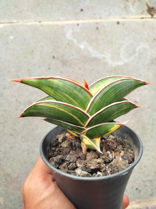 Sansevieria Rorida Variegated, real gallery image #1 plants. Picture taken directly from kaktus.id community Sansevieria farmer green houses.