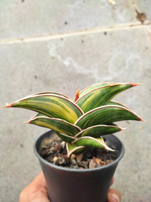 Sansevieria Rorida Variegated, real gallery image #3 plants. Picture taken directly from kaktus.id community Sansevieria farmer green houses.