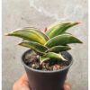 Sansevieria Rorida Variegated, real feature image plant. Picture taken directly from kaktus.id community Sansevieria farmer green houses.