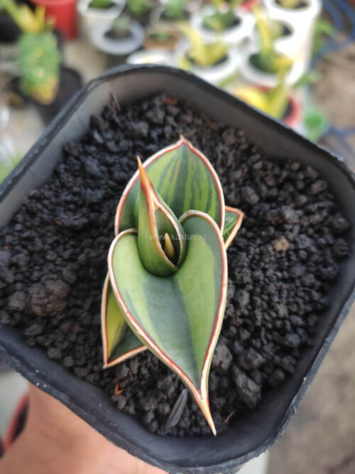 Sansevieria Rorida Lite Variegated, real gallery image #9 plants. Picture taken directly from kaktus.id community Sansevieria farmer green houses.