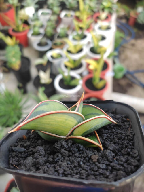 Sansevieria Rorida Lite Variegated, real gallery image #1 plants. Picture taken directly from kaktus.id community Sansevieria farmer green houses.