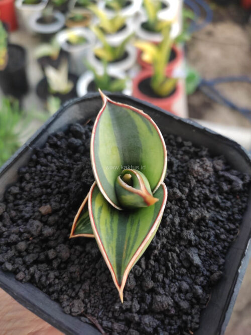Sansevieria Rorida Lite Variegated, real gallery image #7 plants. Picture taken directly from kaktus.id community Sansevieria farmer green houses.