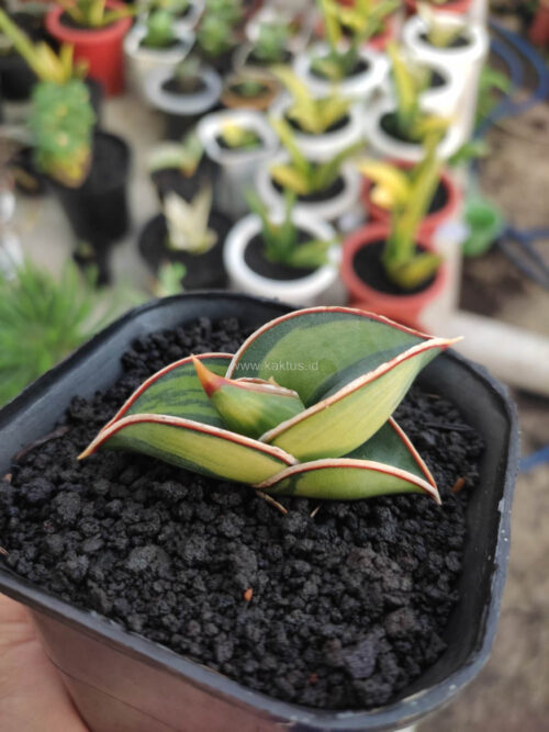Sansevieria Rorida Lite Variegated, real gallery image #5 plants. Picture taken directly from kaktus.id community Sansevieria farmer green houses.