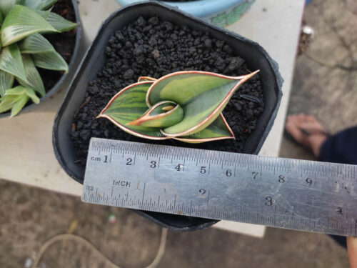 Sansevieria Rorida Lite Variegated, real gallery image #4 plants. Picture taken directly from kaktus.id community Sansevieria farmer green houses.