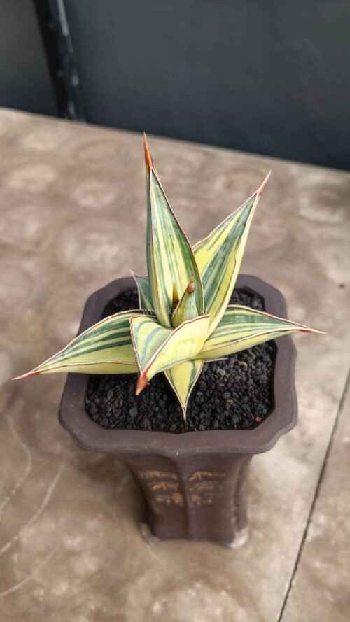 Sansevieria Pinguicula Variegated Height 8 Cm, real gallery image #5 plants. Picture taken directly from kaktus.id community Sansevieria farmer green houses.