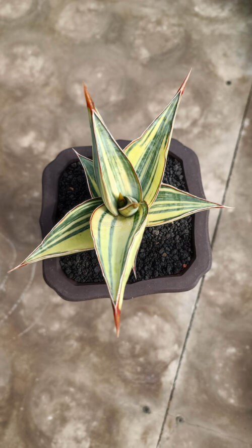 Sansevieria Pinguicula Variegated Height 8 Cm, real gallery image #4 plants. Picture taken directly from kaktus.id community Sansevieria farmer green houses.