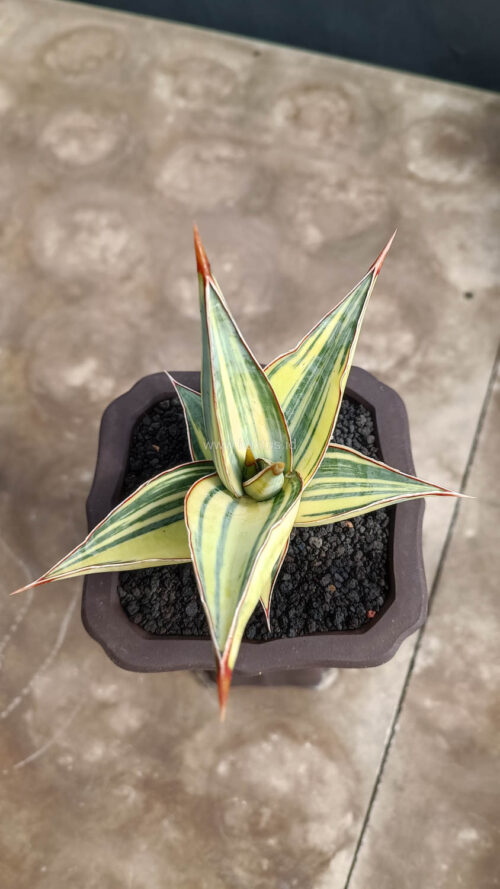 Sansevieria Pinguicula Variegated Height 8 Cm, real gallery image #3 plants. Picture taken directly from kaktus.id community Sansevieria farmer green houses.