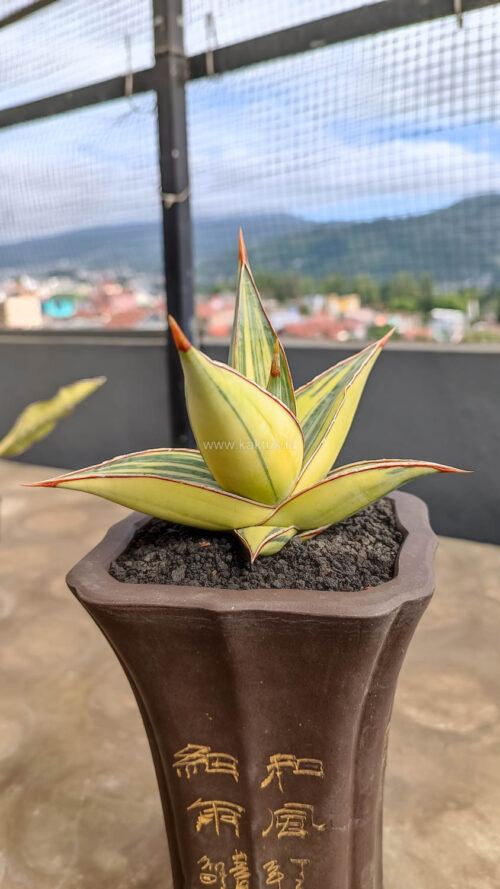 Sansevieria Pinguicula Variegated Height 8 Cm, real gallery image #1 plants. Picture taken directly from kaktus.id community Sansevieria farmer green houses.