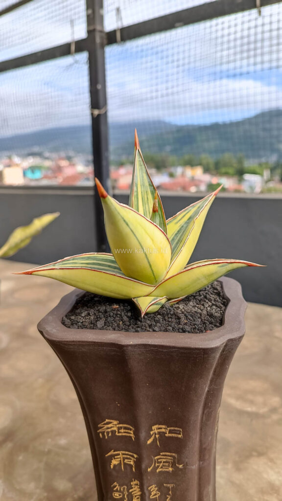 kaktus.id