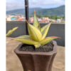 Sansevieria Pinguicula Variegated Height 8 Cm, real feature image plant. Picture taken directly from kaktus.id community Sansevieria farmer green houses.