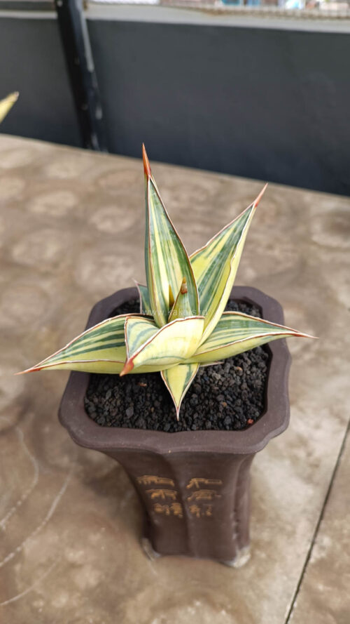 Sansevieria Pinguicula Variegated Height 8 Cm, real gallery image #6 plants. Picture taken directly from kaktus.id community Sansevieria farmer green houses.