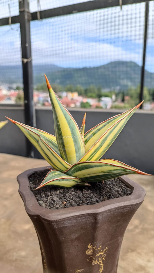 Sansevieria Pinguicula Variegated Height 8 Cm, real gallery image #2 plants. Picture taken directly from kaktus.id community Sansevieria farmer green houses.