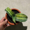 Sansevieria Hawaiian Star Variegated, real gallery image #8 plants. Picture taken directly from kaktus.id community Sansevieria farmer green houses.