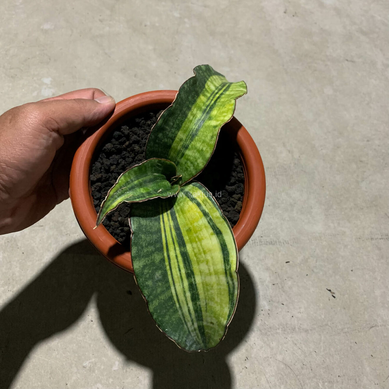 Sansevieria Hawaiian Star Variegated, real gallery image #7 plants. Picture taken directly from kaktus.id community Sansevieria farmer green houses.