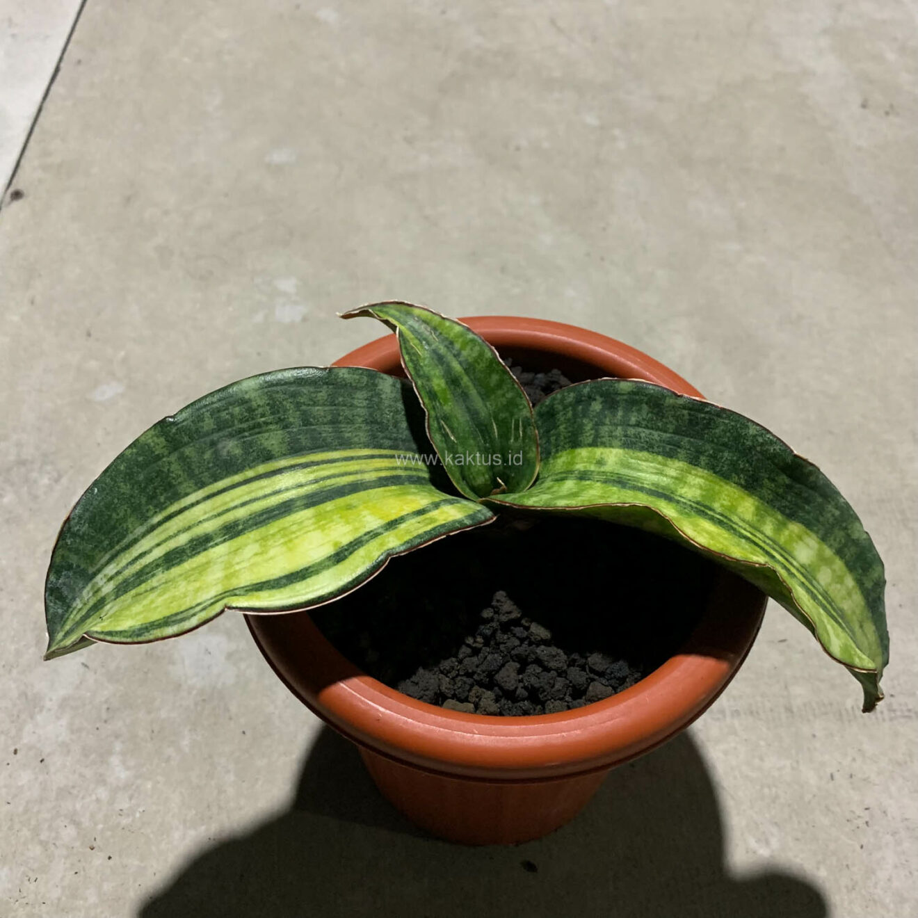 Sansevieria Hawaiian Star Variegated, real gallery image #5 plants. Picture taken directly from kaktus.id community Sansevieria farmer green houses.