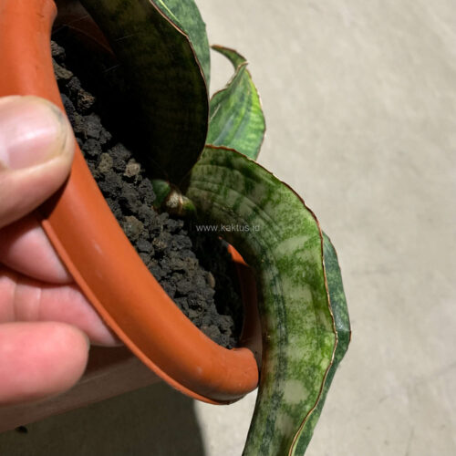 Sansevieria Hawaiian Star Variegated, real gallery image #6 plants. Picture taken directly from kaktus.id community Sansevieria farmer green houses.