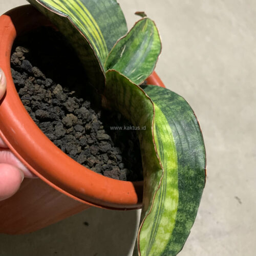 Sansevieria Hawaiian Star Variegated, real gallery image #4 plants. Picture taken directly from kaktus.id community Sansevieria farmer green houses.