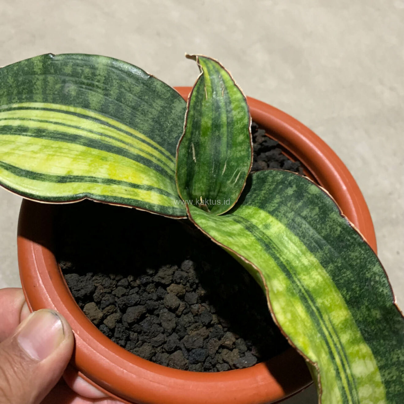 Sansevieria Hawaiian Star Variegated, real gallery image #1 plants. Picture taken directly from kaktus.id community Sansevieria farmer green houses.