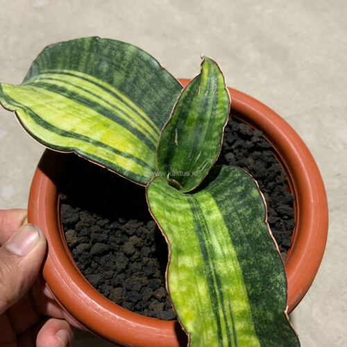 Sansevieria Hawaiian Star Variegated, real gallery image #3 plants. Picture taken directly from kaktus.id community Sansevieria farmer green houses.
