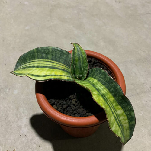 Sansevieria Hawaiian Star Variegated, real gallery image #2 plants. Picture taken directly from kaktus.id community Sansevieria farmer green houses.
