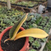 Sansevieria Super Pink Variegated, real feature image plant. Picture taken directly from kaktus.id community Sansevieria farmer green houses.