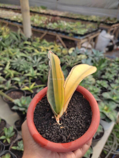 Sansevieria Super Pink Variegated, real gallery image #8 plants. Picture taken directly from kaktus.id community Sansevieria farmer green houses.