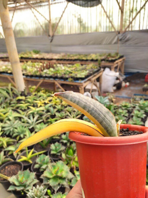 Sansevieria Super Pink Variegated, real gallery image #2 plants. Picture taken directly from kaktus.id community Sansevieria farmer green houses.