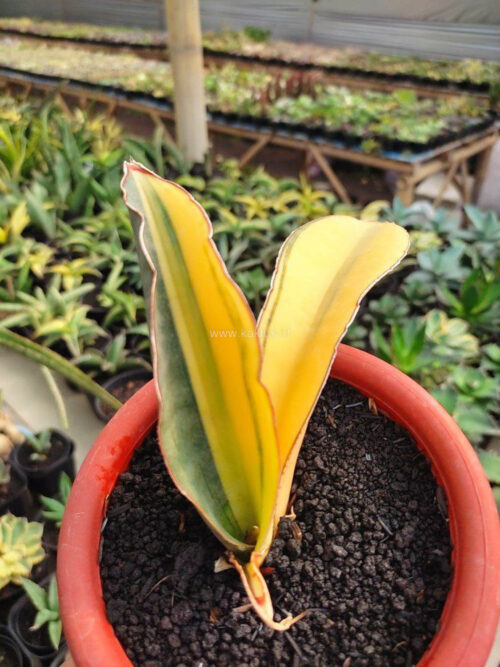 Sansevieria Super Pink Variegated, real gallery image #4 plants. Picture taken directly from kaktus.id community Sansevieria farmer green houses.