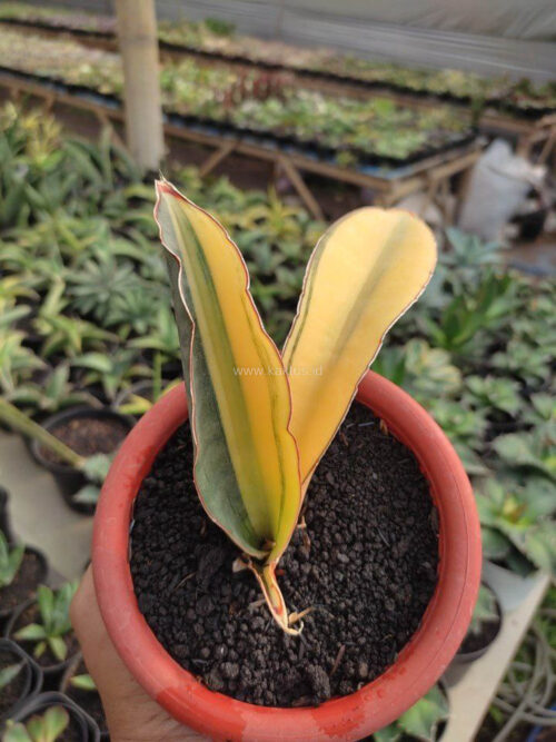 Sansevieria Super Pink Variegated, real gallery image #6 plants. Picture taken directly from kaktus.id community Sansevieria farmer green houses.