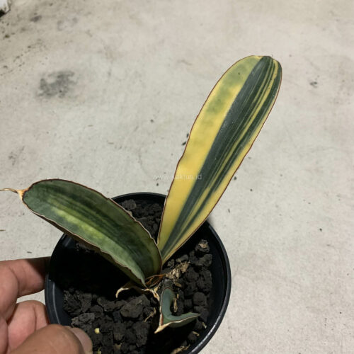 Sansevieria Super Pink Variegated, real gallery image #5 plants. Picture taken directly from kaktus.id community Sansevieria farmer green houses.