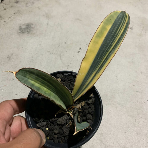 Sansevieria Super Pink Variegated, real gallery image #3 plants. Picture taken directly from kaktus.id community Sansevieria farmer green houses.