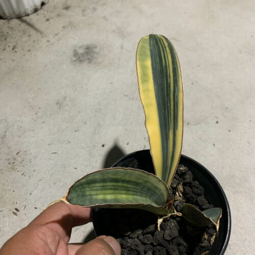 Sansevieria Super Pink Variegated, real gallery image #1 plants. Picture taken directly from kaktus.id community Sansevieria farmer green houses.