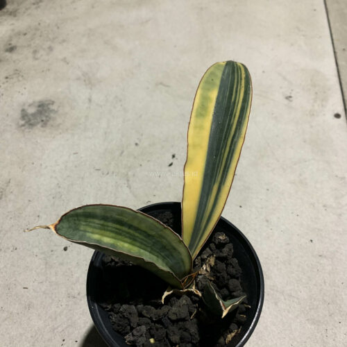 Sansevieria Super Pink Variegated, real gallery image #9 plants. Picture taken directly from kaktus.id community Sansevieria farmer green houses.