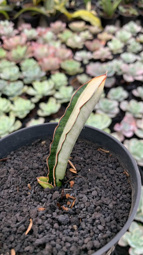 Sansevieria Malawi Bat White Variegated, real gallery image #1 plants. Picture taken directly from kaktus.id community Sansevieria farmer green houses.