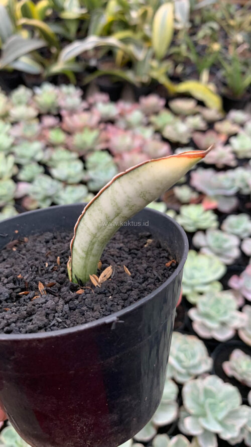 Sansevieria Malawi Bat White Variegated, real gallery image #6 plants. Picture taken directly from kaktus.id community Sansevieria farmer green houses.