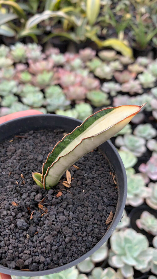 Sansevieria Malawi Bat White Variegated, real gallery image #15 plants. Picture taken directly from kaktus.id community Sansevieria farmer green houses.