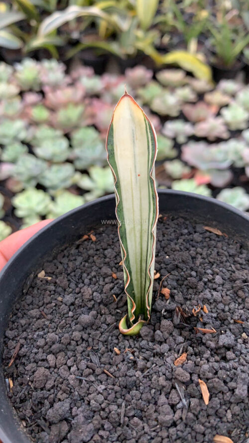 Sansevieria Malawi Bat White Variegated, real gallery image #18 plants. Picture taken directly from kaktus.id community Sansevieria farmer green houses.