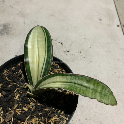 Sansevieria Malawi Bat White Variegated, real gallery image #22 plants. Picture taken directly from kaktus.id community Sansevieria farmer green houses.