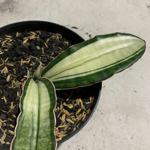 Sansevieria Malawi Bat White Variegated, real gallery image #20 plants. Picture taken directly from kaktus.id community Sansevieria farmer green houses.